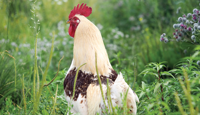 Chickens Love These Tasty, Nutritious Wild Herbs